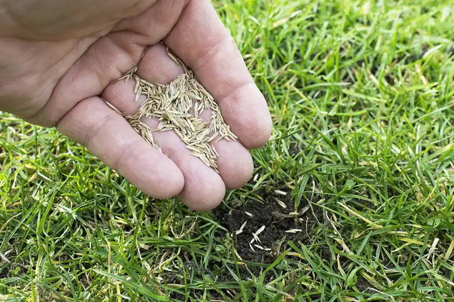 How often should you fertilize your lawn Deltona, FL