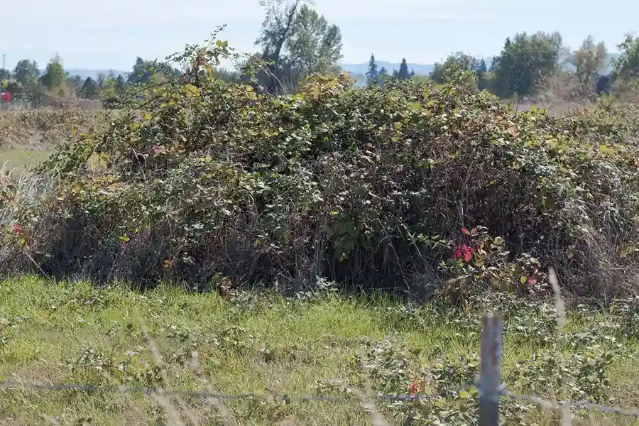 How to clear a yard full of weeds Deltona, FL